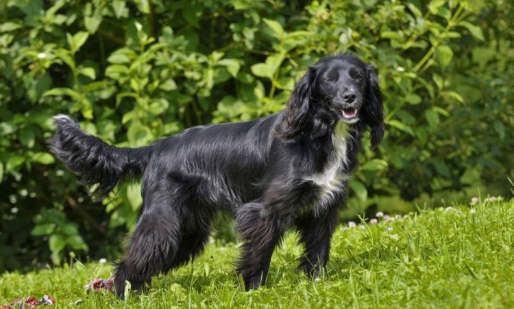 Голландский спаниель маркизье