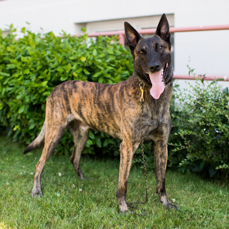 Ротвейлер лабрадор ретривер