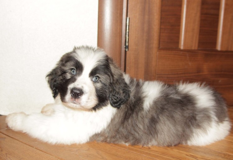 Метис шотландского сеттера