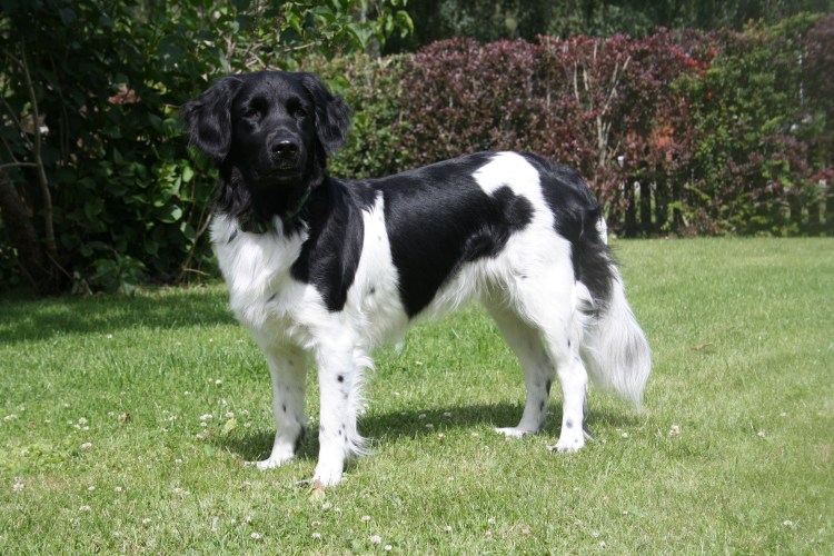 Черный щенок дворняжки