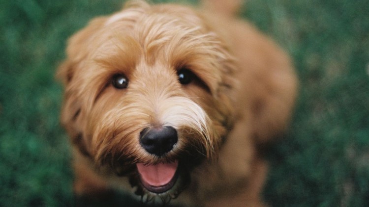 Японский мастиф Тоса ину черный