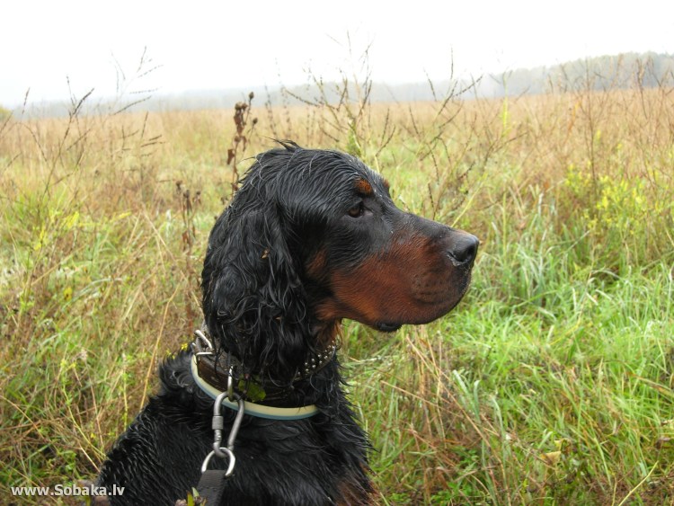 Собака Катахулы