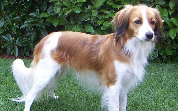 Коикерхондье короткошёрстная