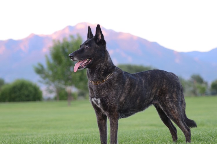 Голландский смаусхонд