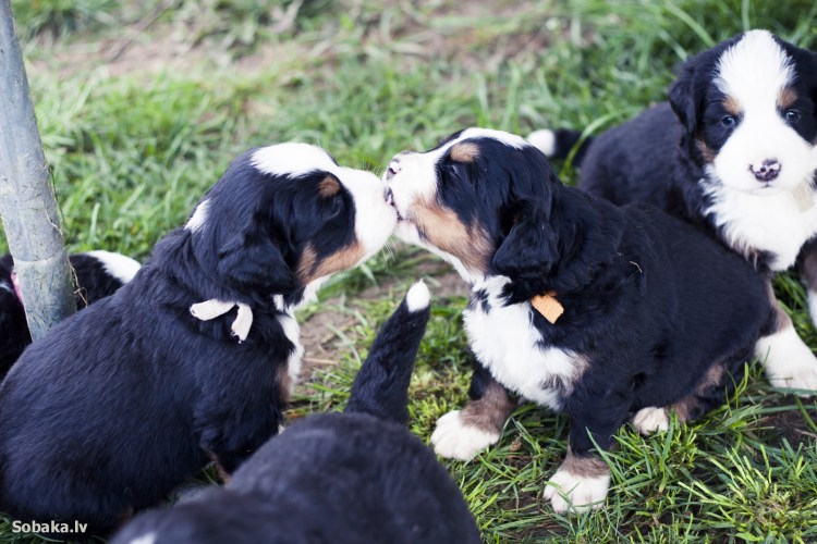 Московский терьер длинношерстной черный