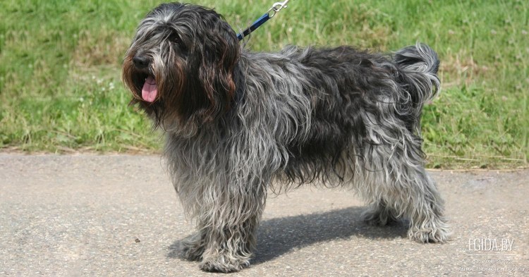 Порода Хердер голландская овчарка