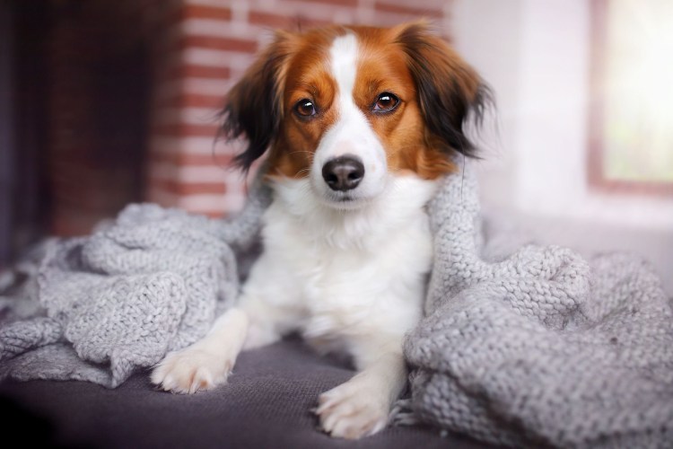 Нидерландский стабихун