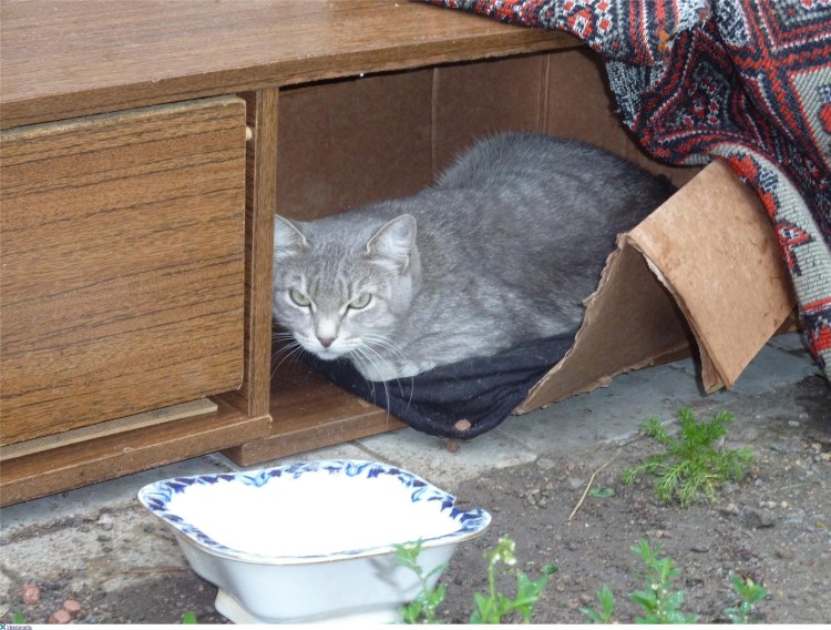 Бездомный рыжий котенок