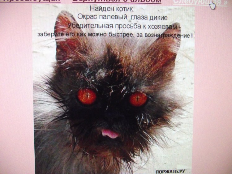 Рыжий ПОМОЕЧНЫЙ кот