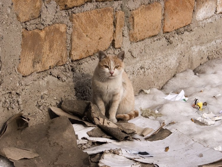 Уличный ободранный кот