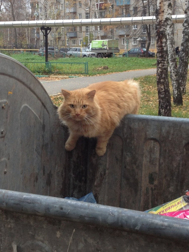 Бездомный кот