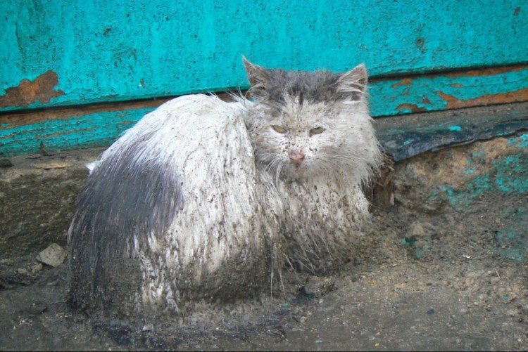 Надпись котяра