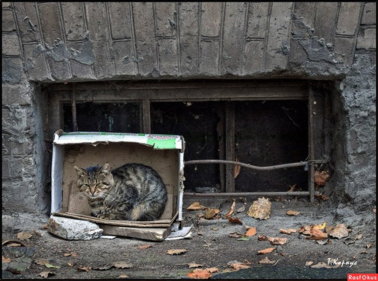 Кот помойный фото