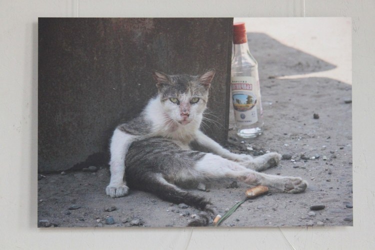 Пьяная кошка