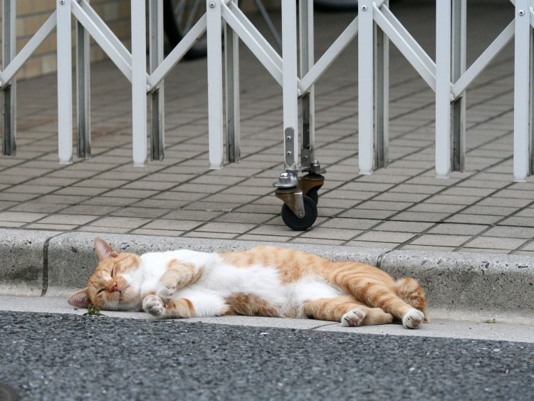 Уродливый кот