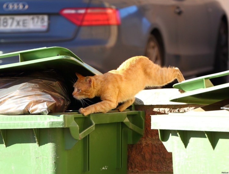 Маленький котёнок с помойки