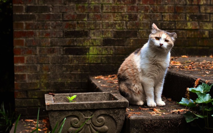 Облезлый кот