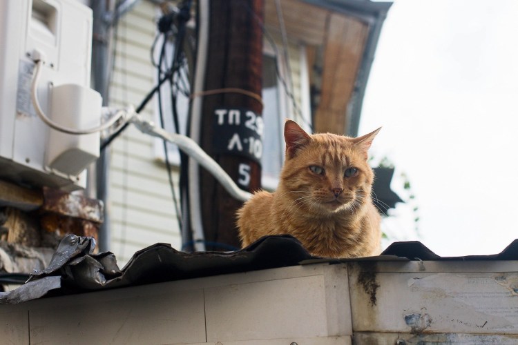 Помойный цвет кошки