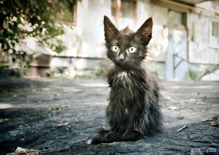 Мусорные коты