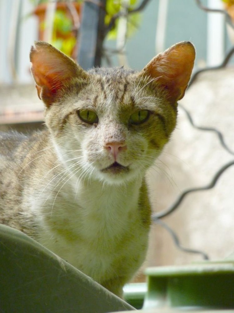 Порода помойного кота