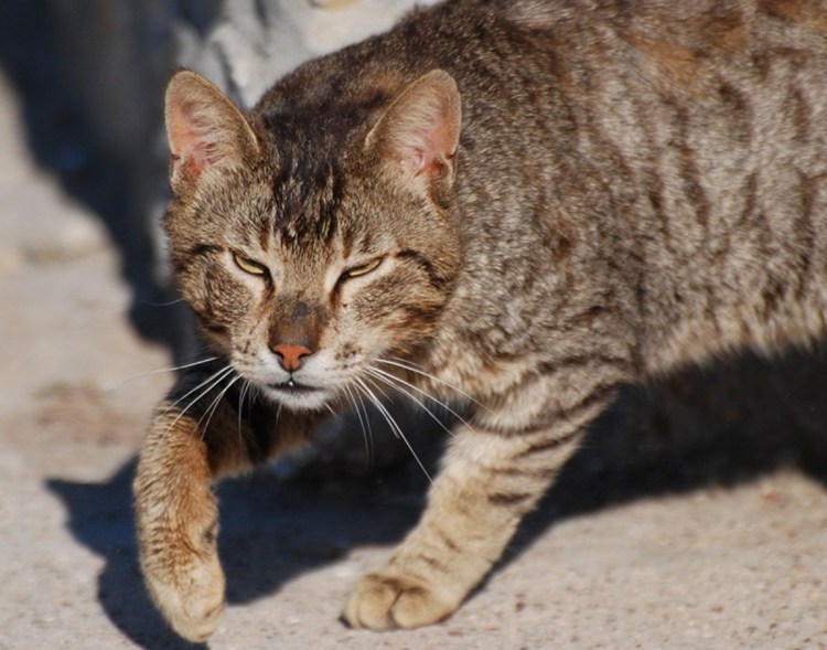 Рыжий кот в мусорке