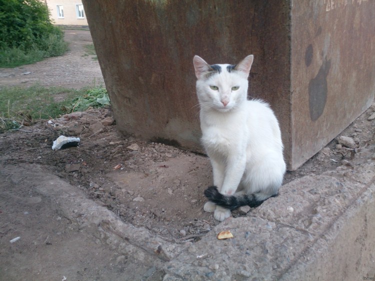 Бродячий кот