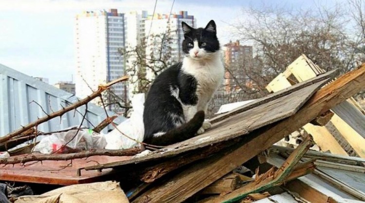 Кот помоешный