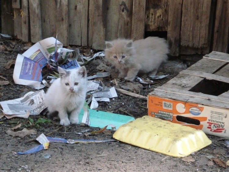 Грязный белый кот