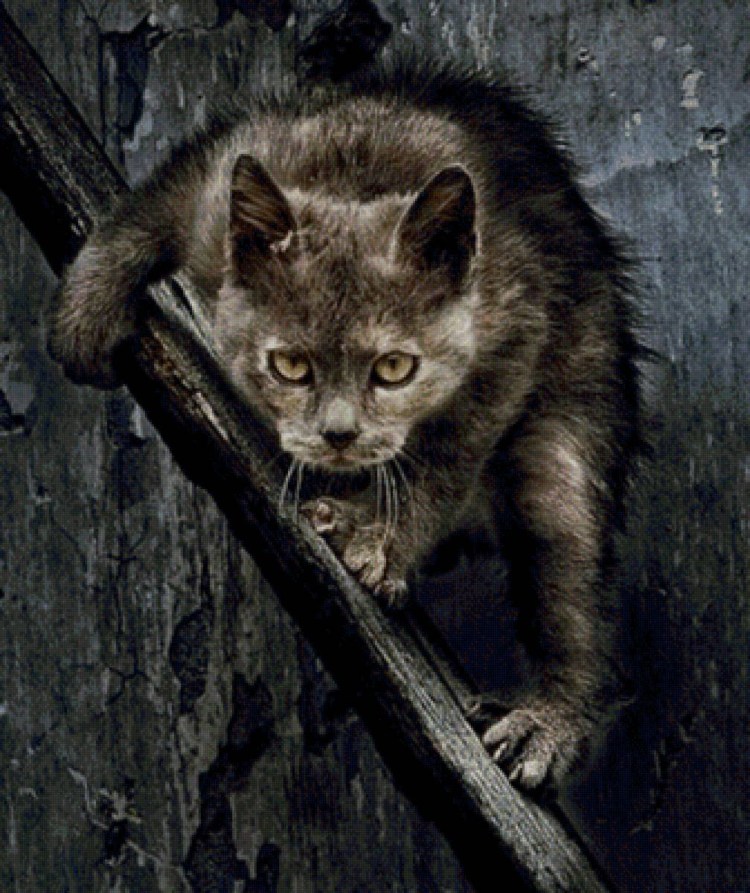 Енот в мусорке