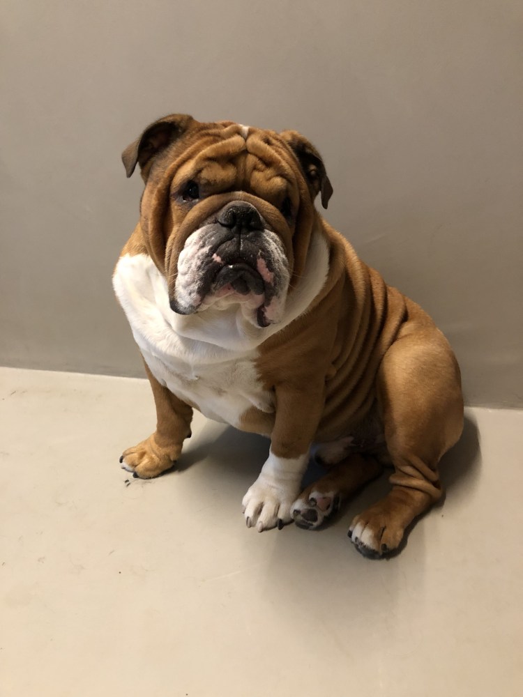 Порода похожая на МОПСА