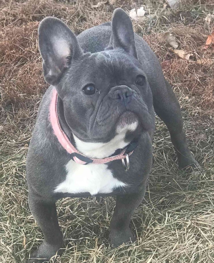 Английский бульдог до селекции