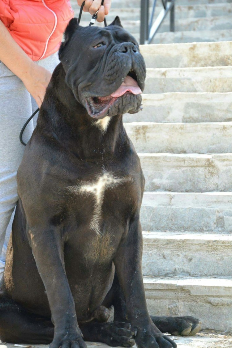 Карликовый английский бульдог