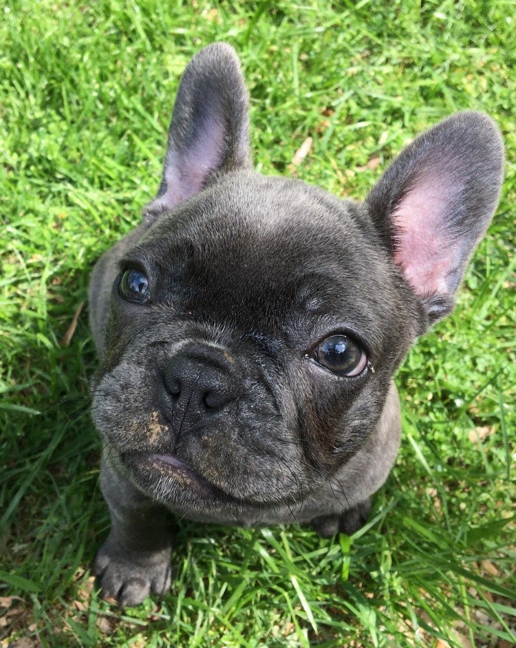 Американский бульдог мини