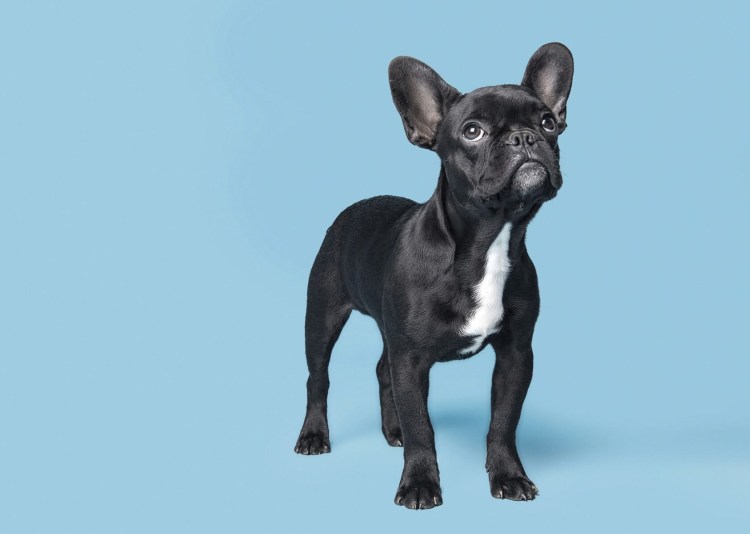 Американский бульдог линия Джонсона