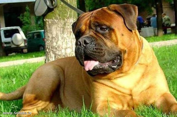 Смесь Бостона и французского бульдога