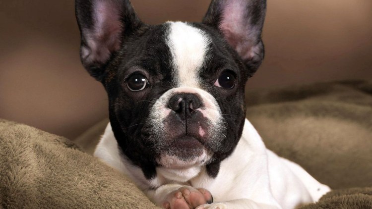 Английский бульдог ЦСКА