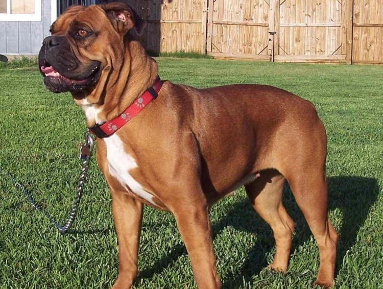 Старотипный бульдог