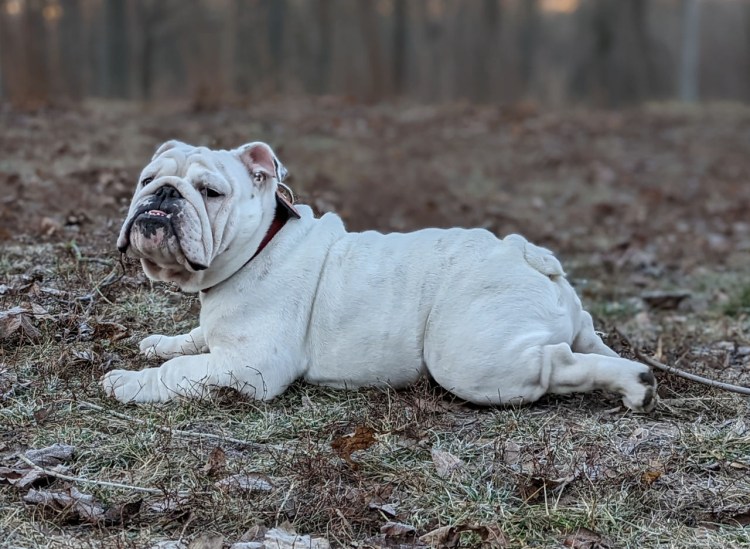 Амбуль Бостон