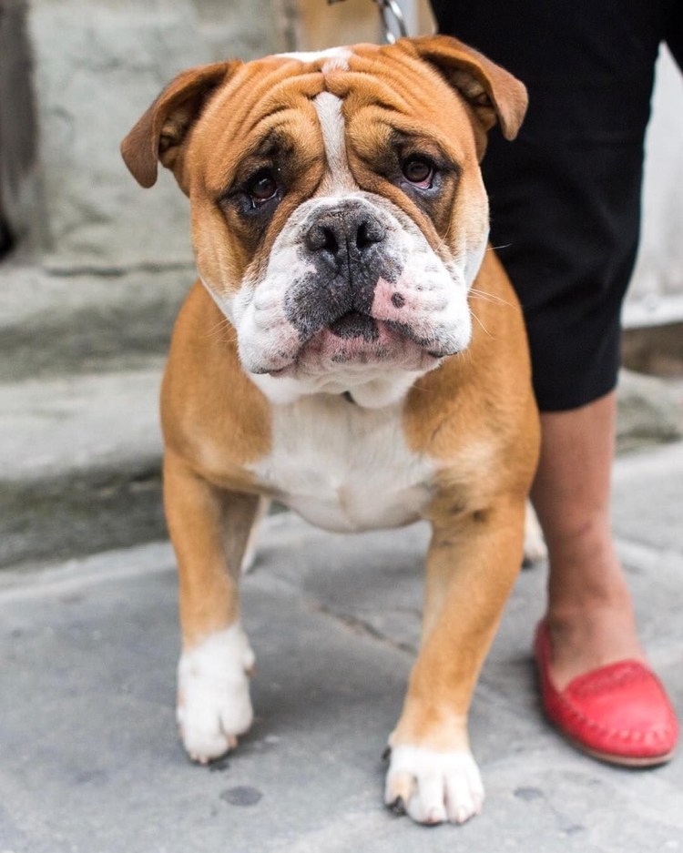 Американский бульдог vs Pitbull