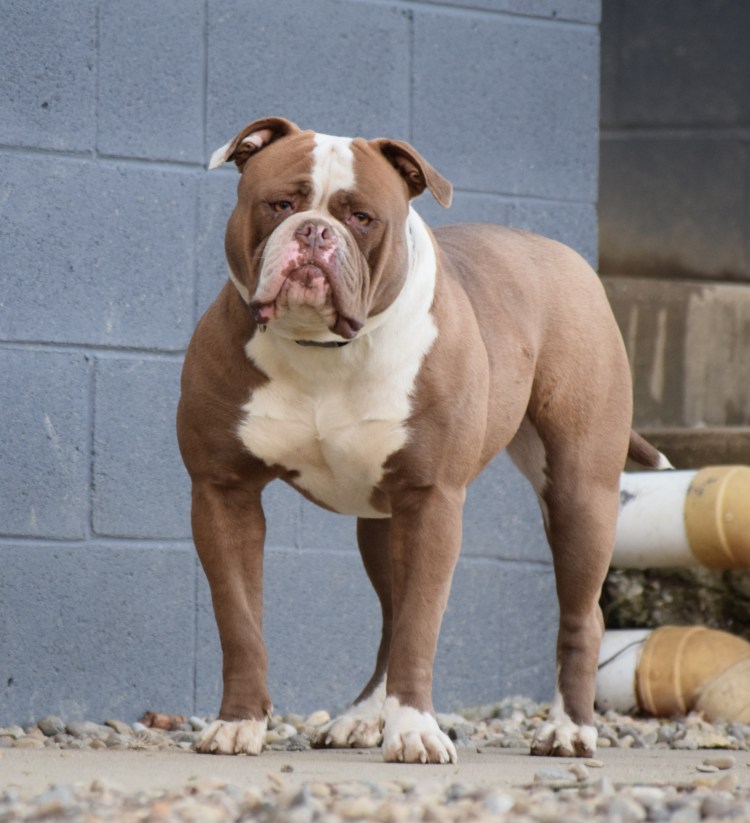 Бульмастиф Уран