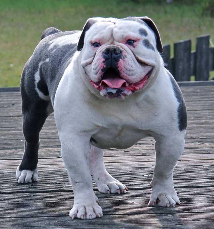 Французский бульдог мини unifrenh