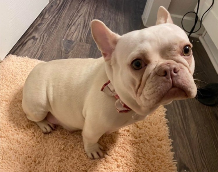 Лапа французского бульдога