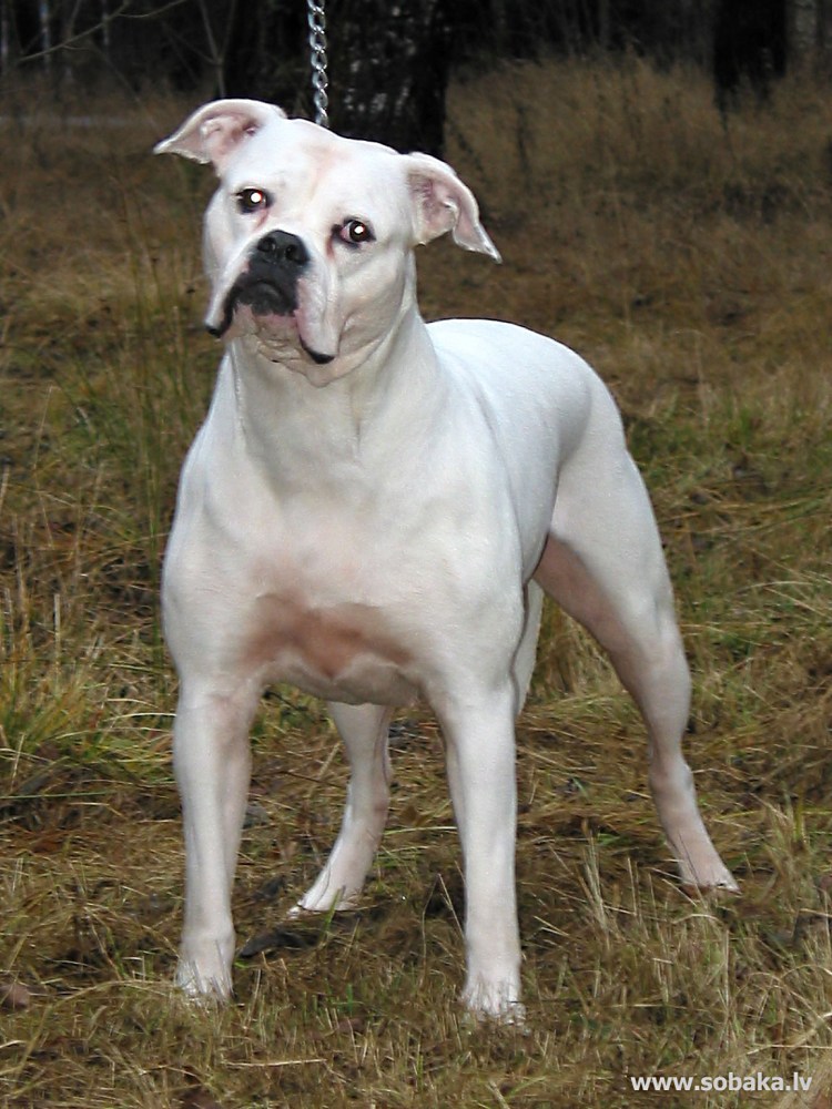 Шотландский бульдог