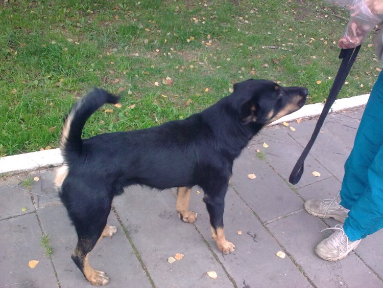 Метис ротвейлер и дратхаара