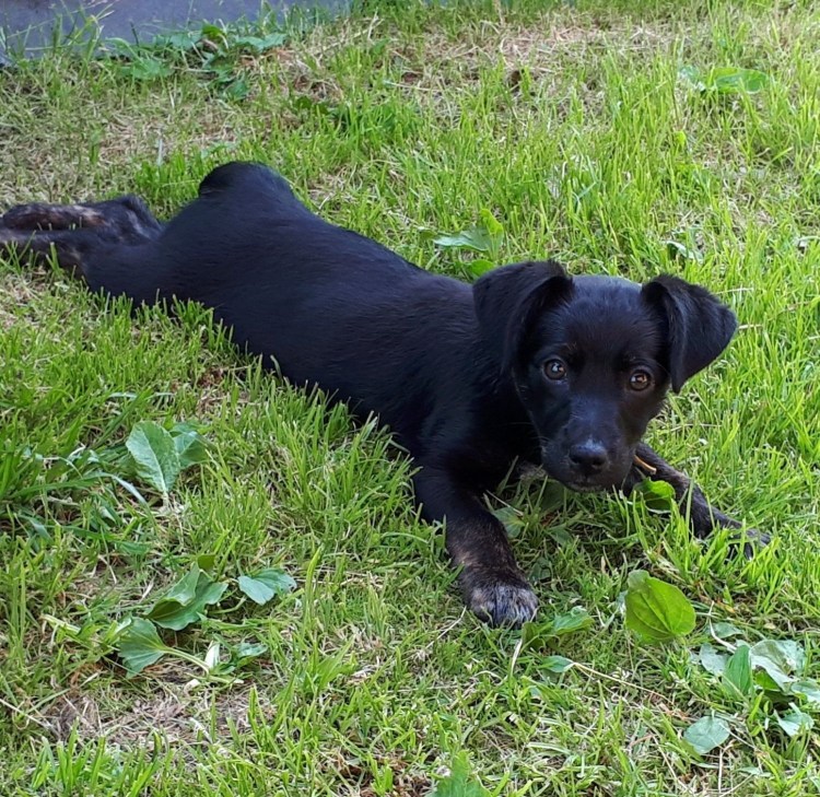 Кокер спаниель и ротвейлер метис