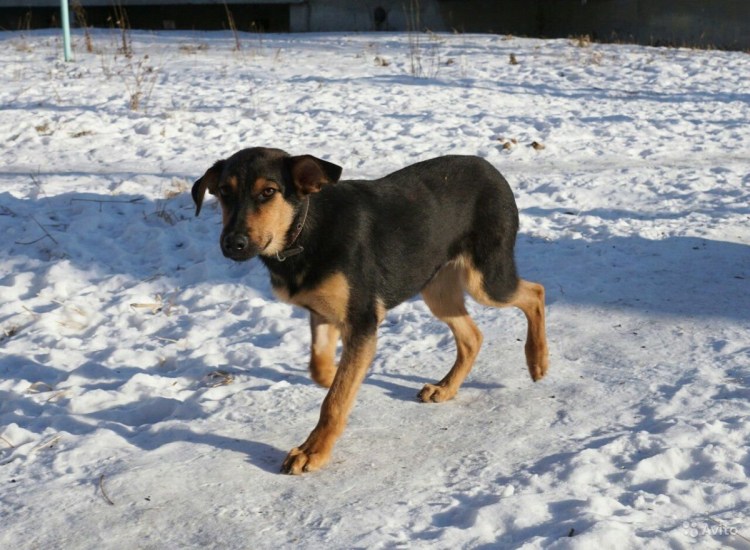 Ягдтерьер и Доберман