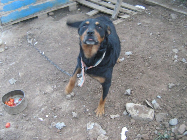 Метис эстонской гончей с таксой