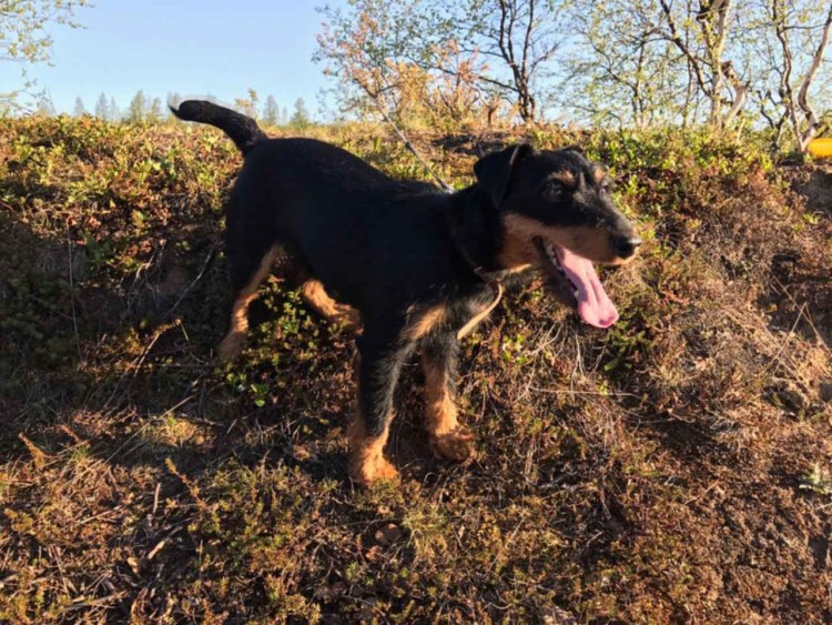 Метис таксы и спаниеля