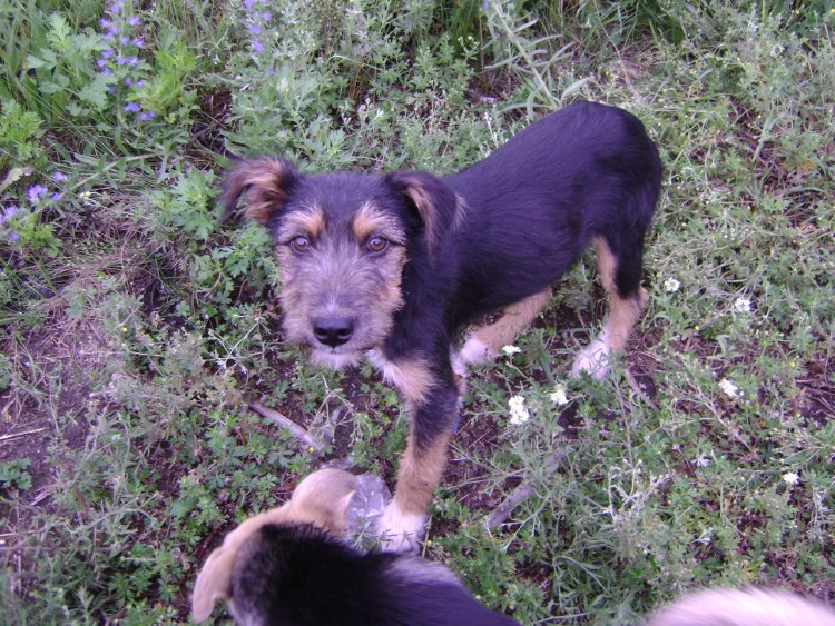 Помесь Ягдтерьер и тойтерьер метис