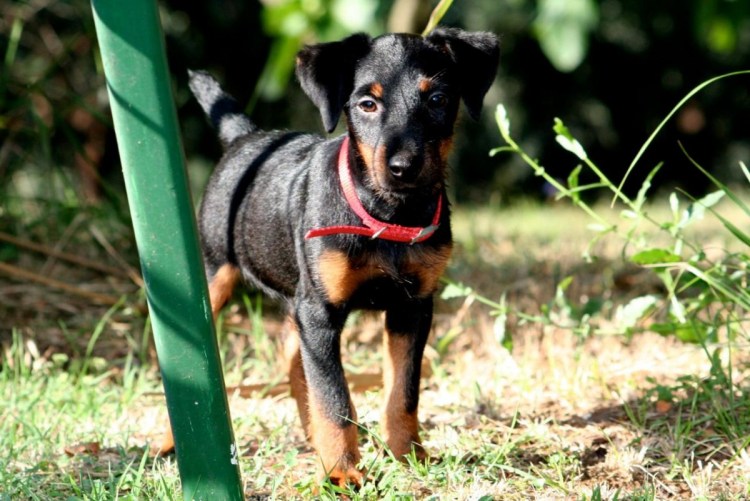 Метисы такса Ягдтерьер